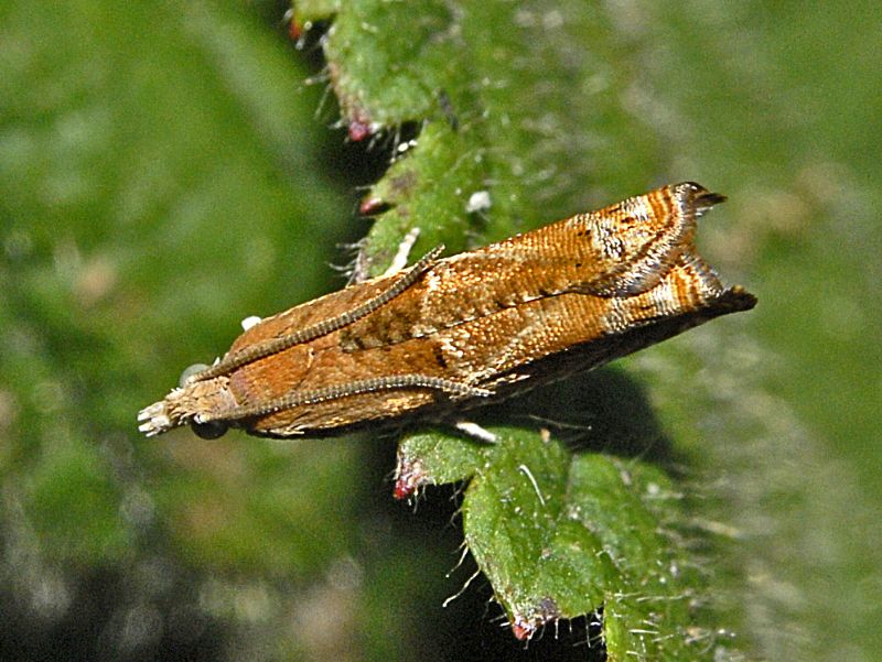 Un Tortricide dal Faiallo da ID - Epinotia tenerana